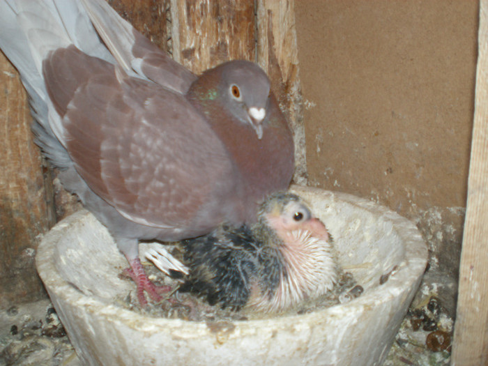 acelasi...; ....cu mama adoptiva
