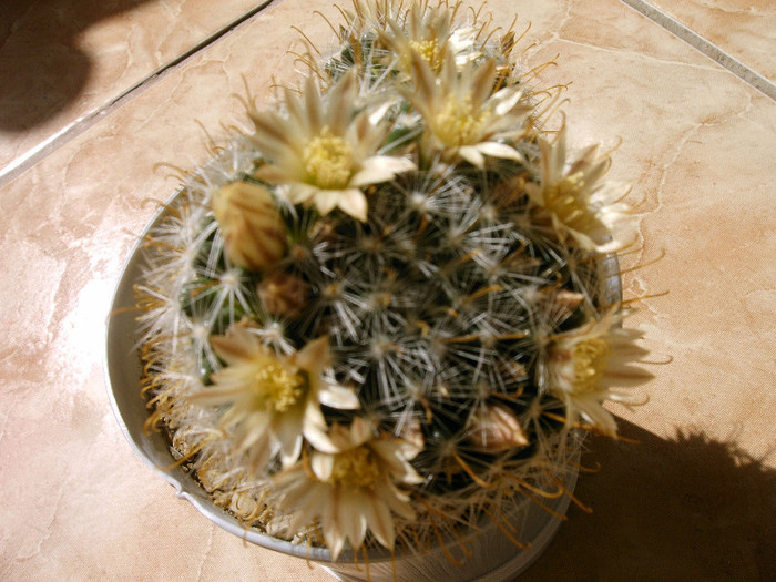 Mammilaria - Flori cactusi