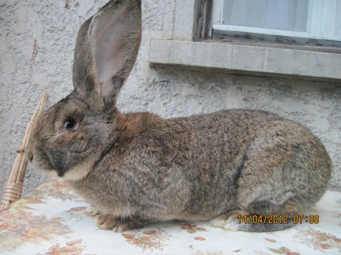 8,5 kg - achizitile de la Holl Norbert