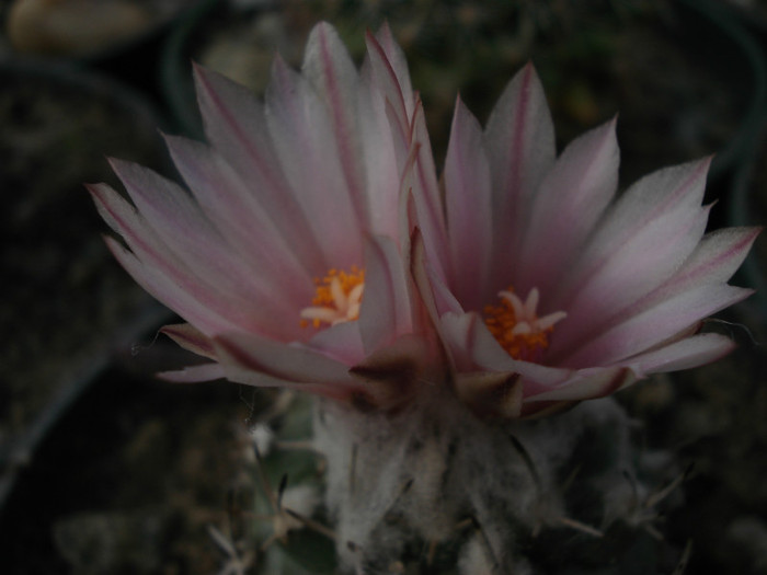 DSC08390 - Cactusi 2011