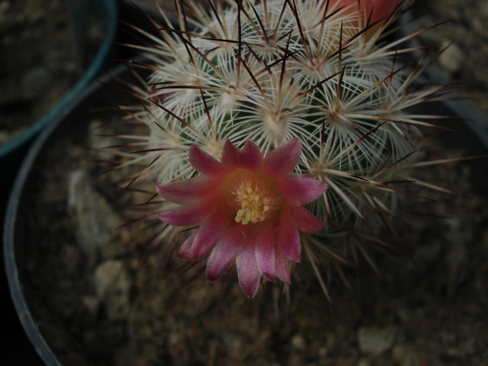 DSC08392 - Cactusi 2011