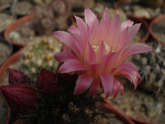 DSC08402 - Cactusi 2011