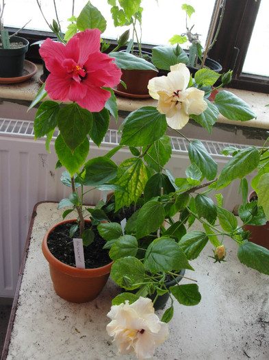 hibi siclam si alb batut