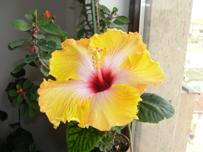 hibi amanda dubin - B-hibiscus de la Gommer 2012