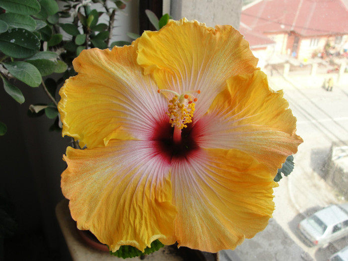  - B-hibiscus de la Gommer 2012