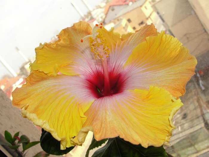 30.03.12 - B-hibiscus de la Gommer 2012