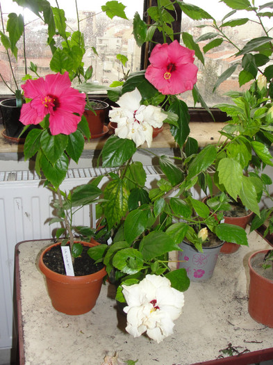 hibi alb si siclam batut