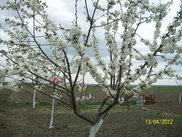 cirevisinul dinspre visin - primavara in livada