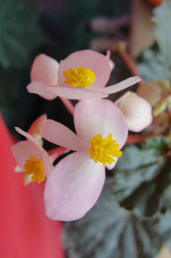 begonie - B-alte plante cu flori