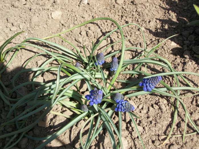 13 aprilie 2012 - muscari 2012