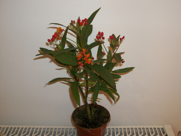 asclepias - 1 ACHIZITII PLANTE 2012
