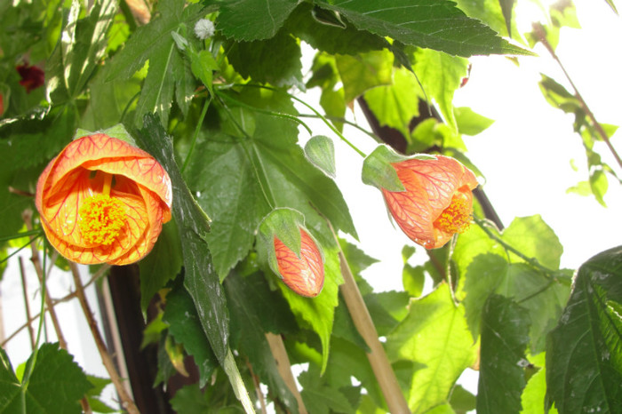abuti  orange pictum - B-abutiloni 2012