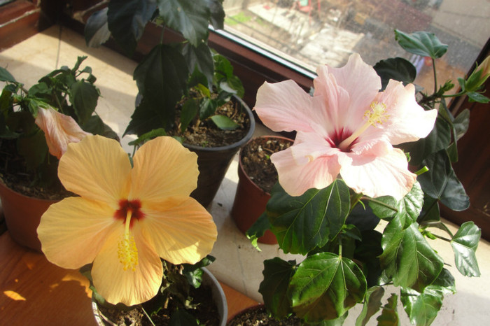 hibi achizitie piata