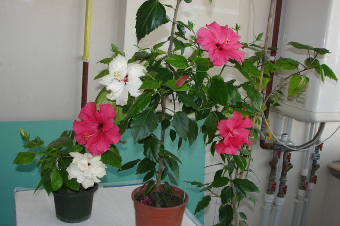 hibi alb si siclam batut