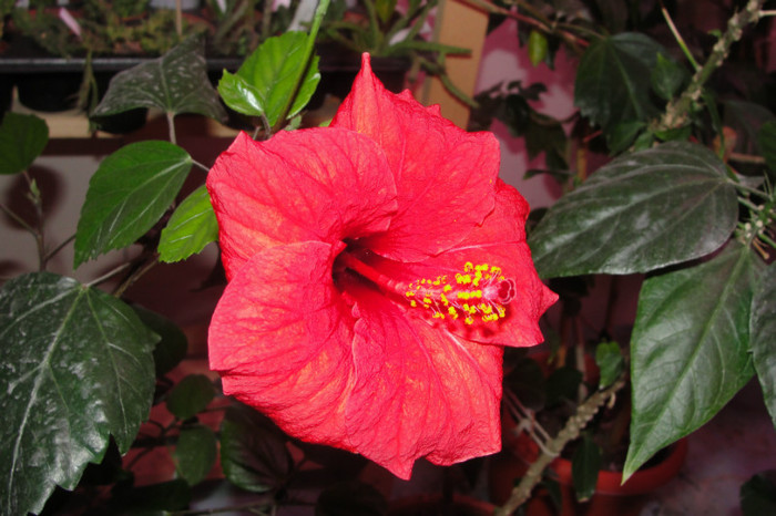 hibi rosu simplu - probabil Nihi