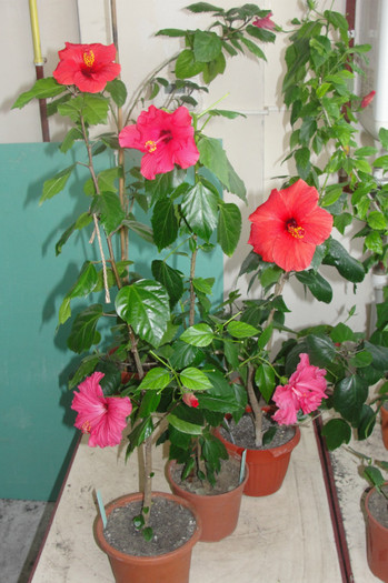 hibi siclam dublu, hibi rosu simplu-Nihi, hibi rosu simplu X