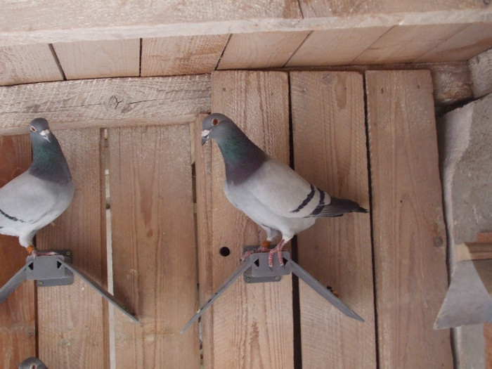 poye de pe camera aprilie 2011 025