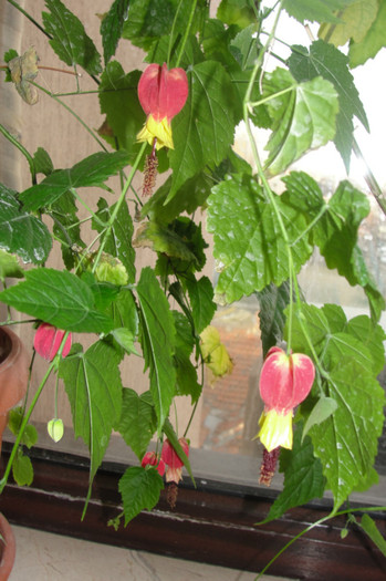 abuti megapotamicum - B-abutiloni 2012