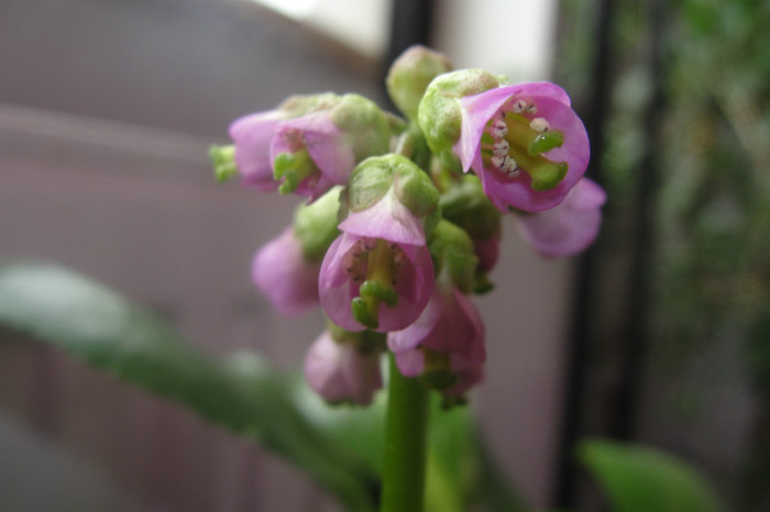  - B-Bergenia