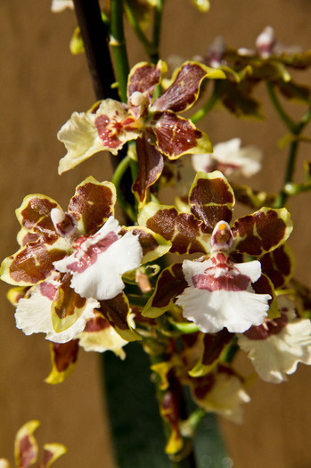 Colmanara Jungle Monarch