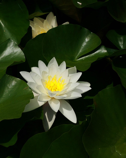 lotus - din gradinile altora