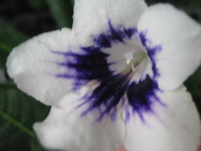  - streptocarpus DS Epatazh -Dimetris