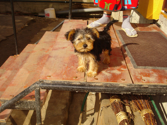 DSC03968; Yorkshire Terrier aprilie 2012 10 sapamani
