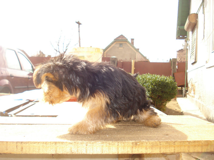 DSC03996; Yorkshire Terrier aprilie 2012 10 sapamani
