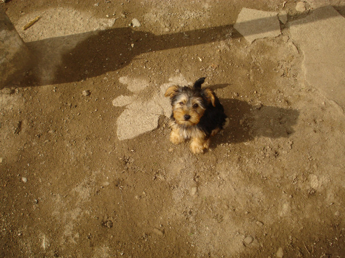 DSC04000; Yorkshire Terrier aprilie 2012 10 sapamani
