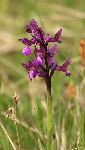 orhidee - din natura