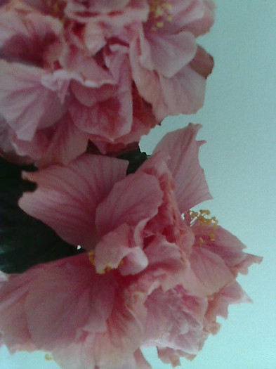 Imagine1941 - HIBISCUS-2012