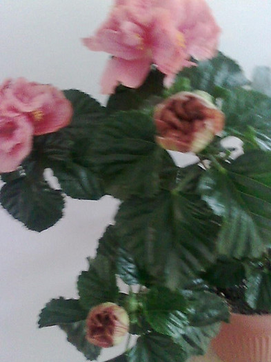 Imagine1939 - HIBISCUS-2012
