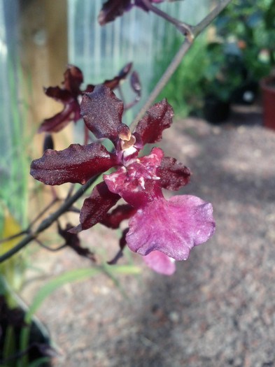  - Oncidium Sharry baby