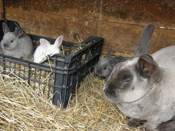rex marder - vind  pui iepuri tineret 20 iunie 2012cu certificat de origine