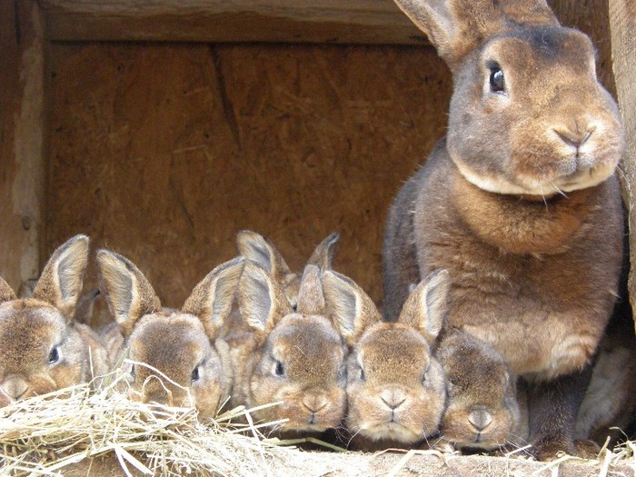 rex castor - vind  pui iepuri tineret 20 iunie 2012cu certificat de origine