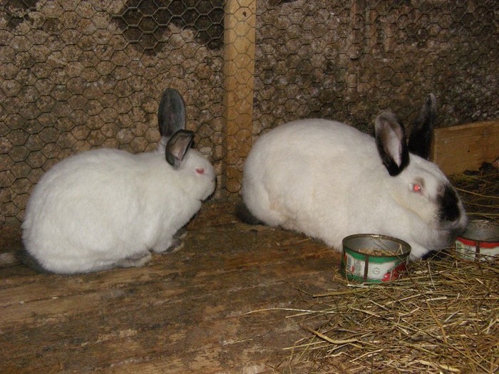 californian - vind  pui iepuri tineret 20 iunie 2012cu certificat de origine