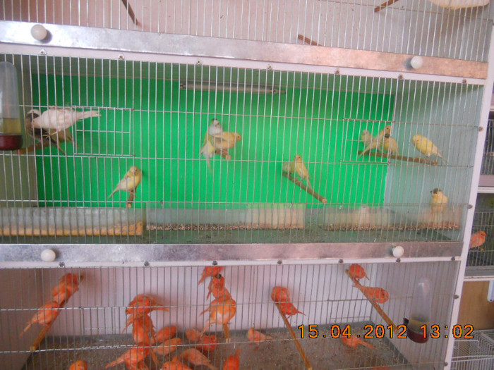 DSCN1209 - CANARI DE VANZARE 2012