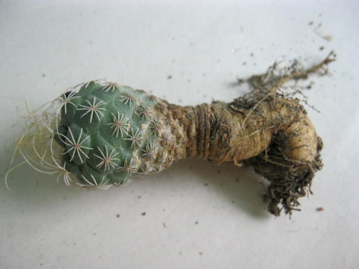 Turbinicarpus speudomacrochele - Radacini de cactusi