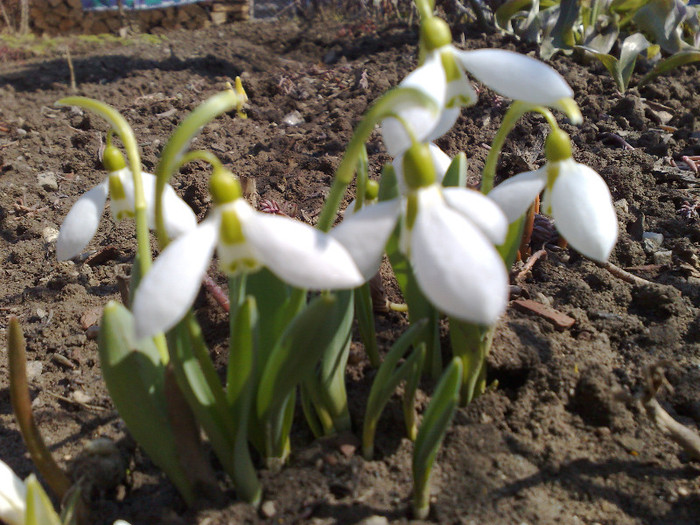 ghiocei - FLORI DE GRADINA 2012