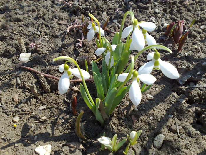 ghiocei - FLORI DE GRADINA 2012