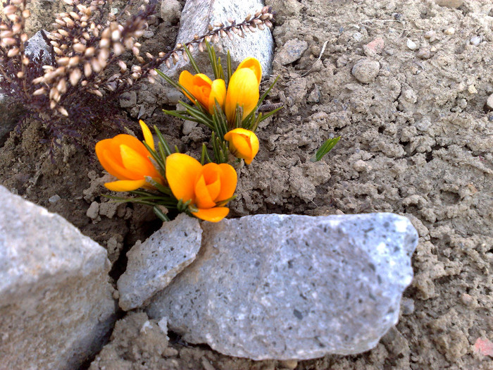 10 - FLORI DE GRADINA 2012