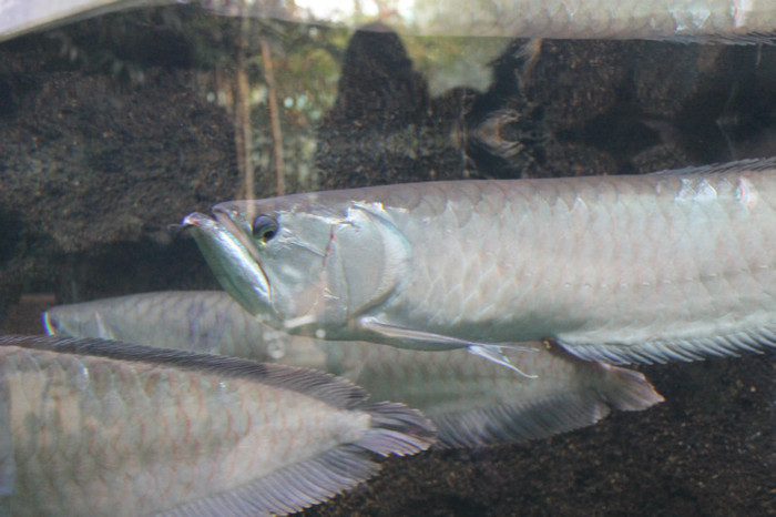 IMG_0855 - Silver Arowana