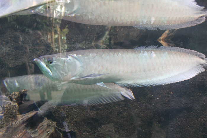 IMG_0856 - Silver Arowana