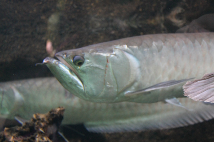 IMG_0858 - Silver Arowana