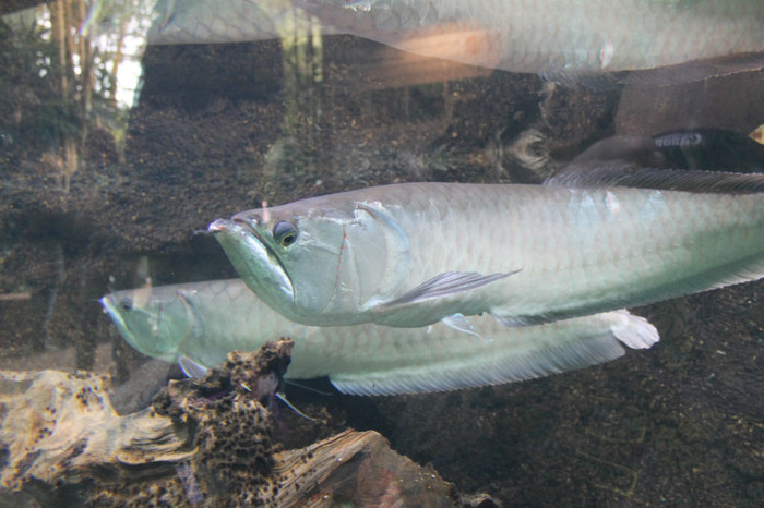 IMG_0859 - Silver Arowana