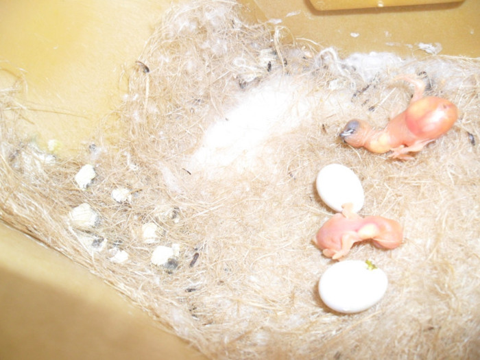 PUIUTI  PESCARUSI JAPONEZI ... TATA E CU MOT... NOI....