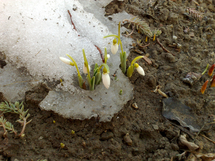 primele floricele - FLORI DE GRADINA 2012