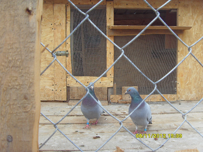 se iubesc ptr. a2-a serie