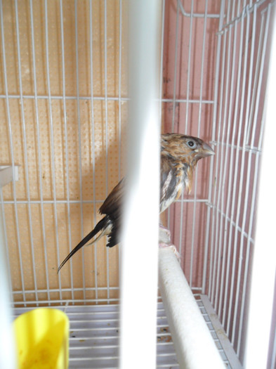 A DAT SOARELE SI HOP LA BAIE ...