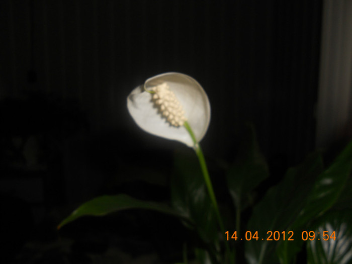 A inflorit! - Spathiphyllum wallisii 2012